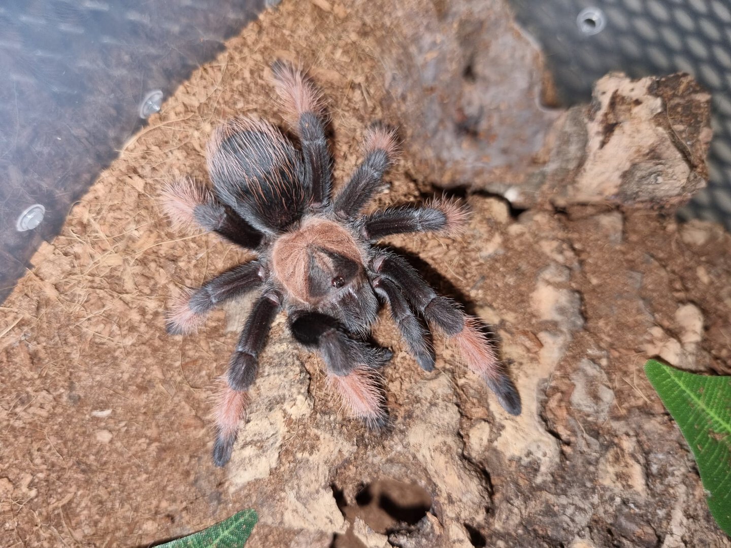 Brachypelma emilia juvenile female