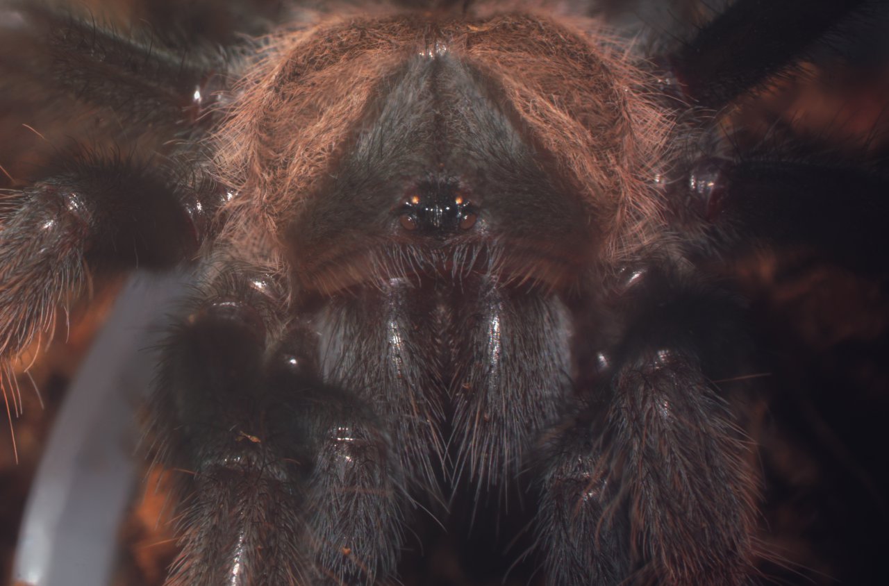 Brachypelma emilia - Juvenile (Focus stack experiment)