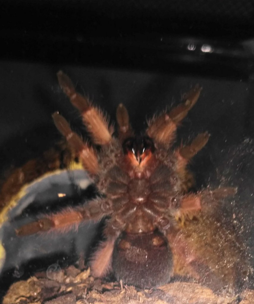 Brachypelma emilia juvenile