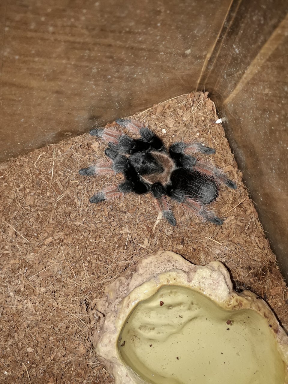 Brachypelma emilia (Male)