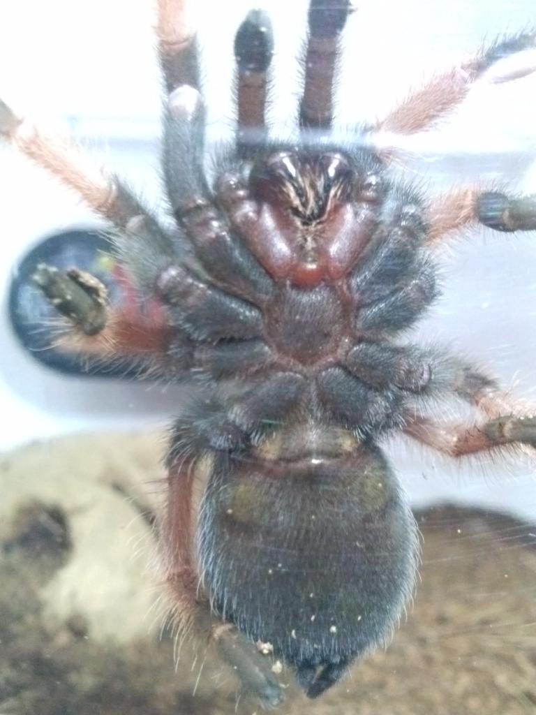 brachypelma Emilia (Mexican Red leg) female?