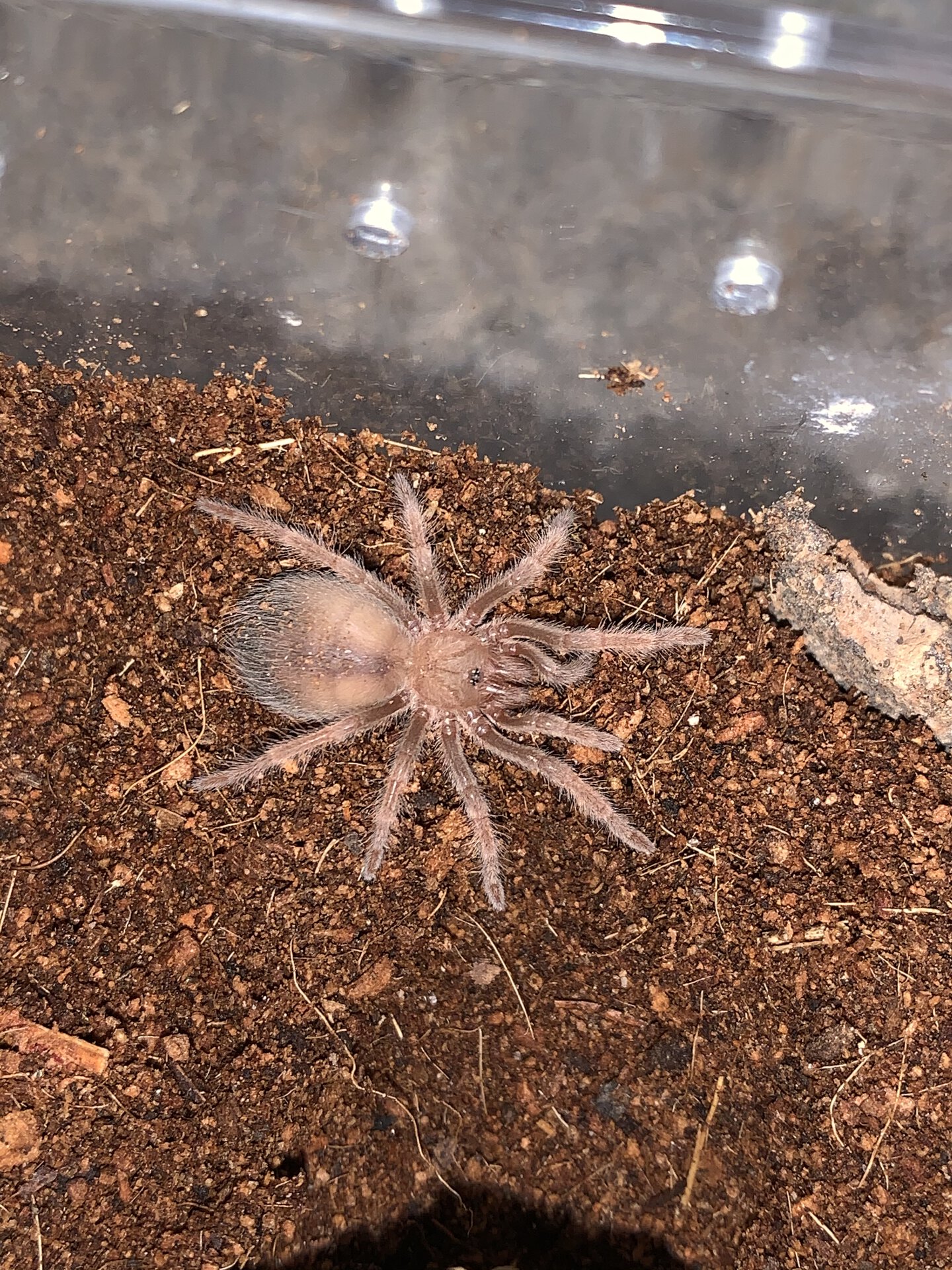 Brachypelma Emilia Sling