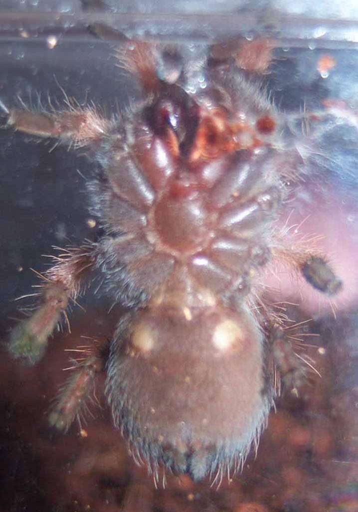 Brachypelma emilia spiderling male or female?