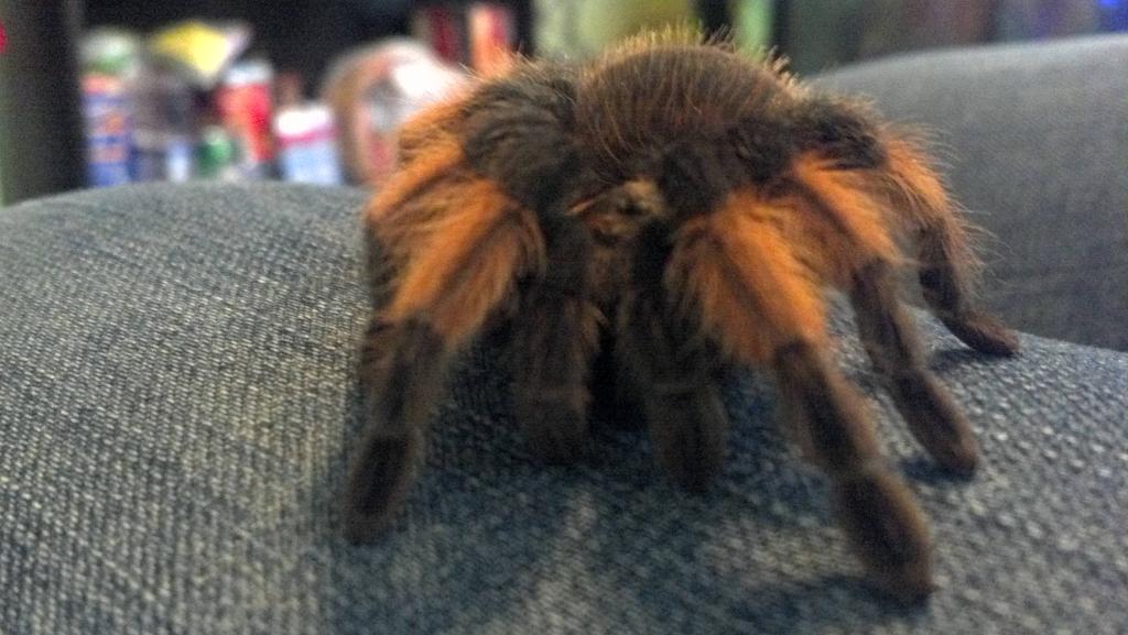 Brachypelma emilia "Valentino"