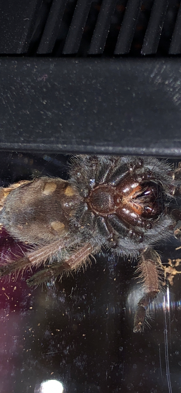 Brachypelma emilia [ventral sexing] 1/2