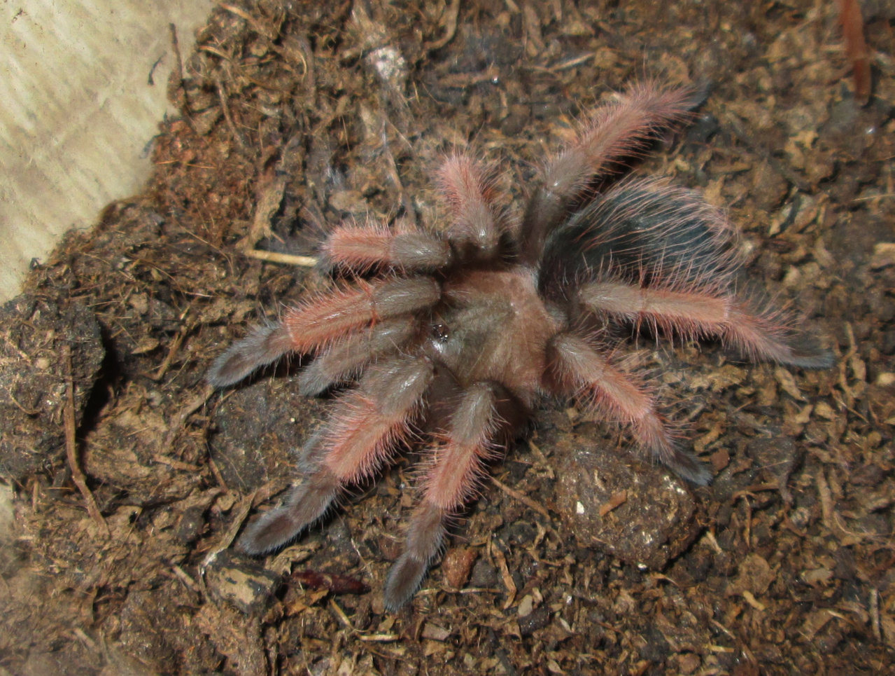 Brachypelma emilia (White, 1856) _2