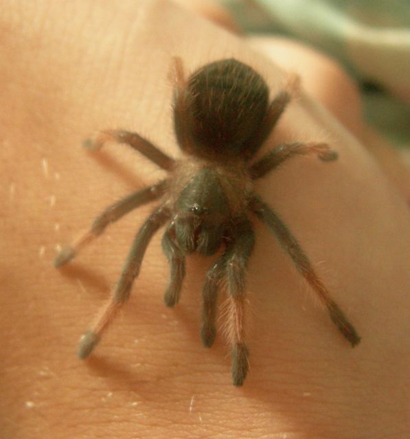 Brachypelma emilia