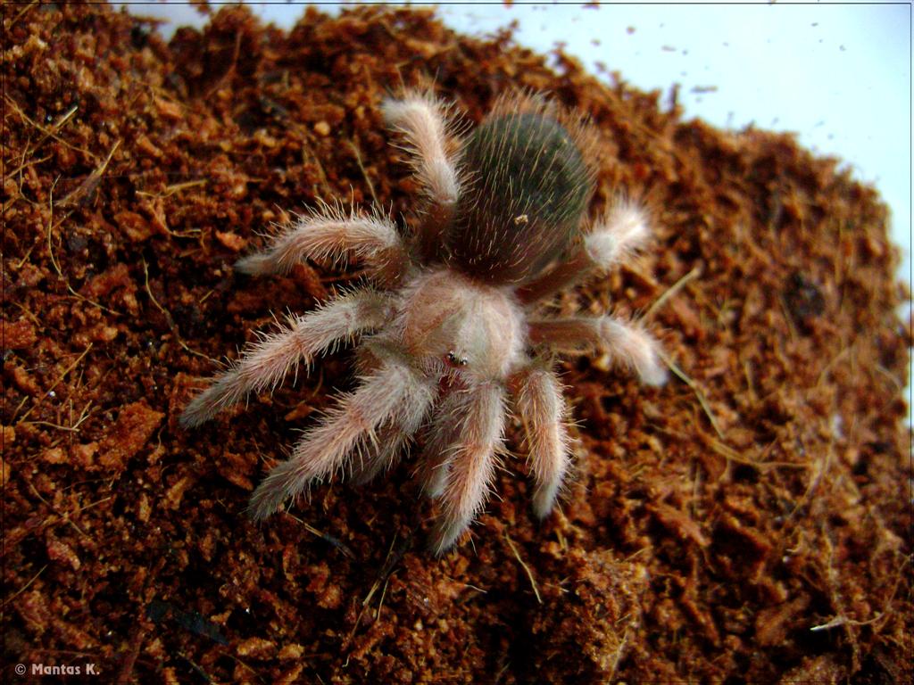 Brachypelma Emilia