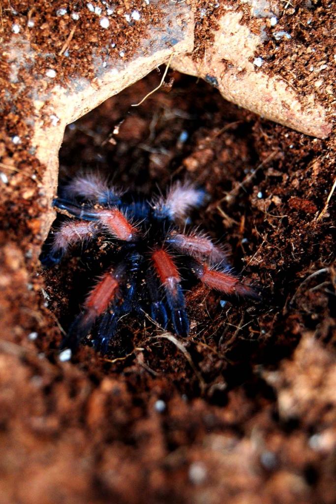 Brachypelma Emilia