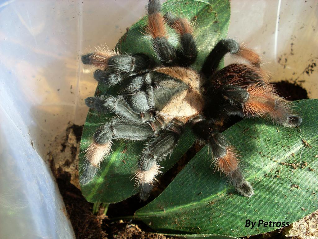 Brachypelma emilia