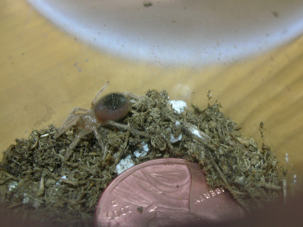 Brachypelma emilia