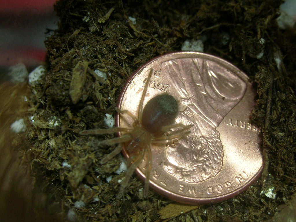 Brachypelma emilia