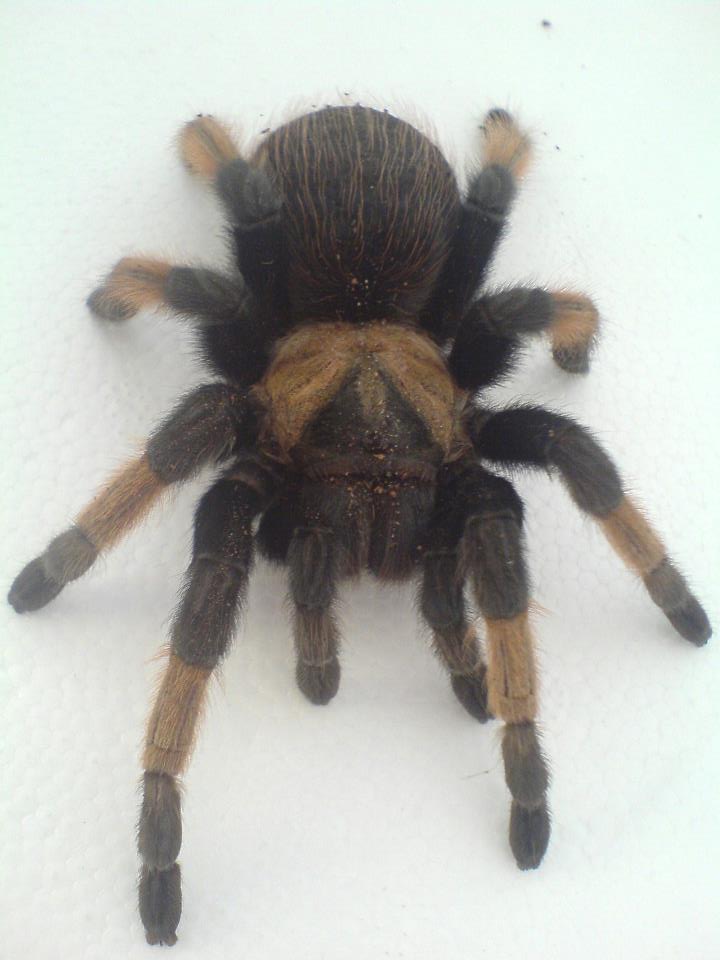 BRACHYPELMA EMILIA