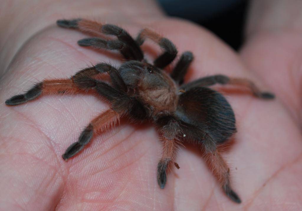 Brachypelma emilia