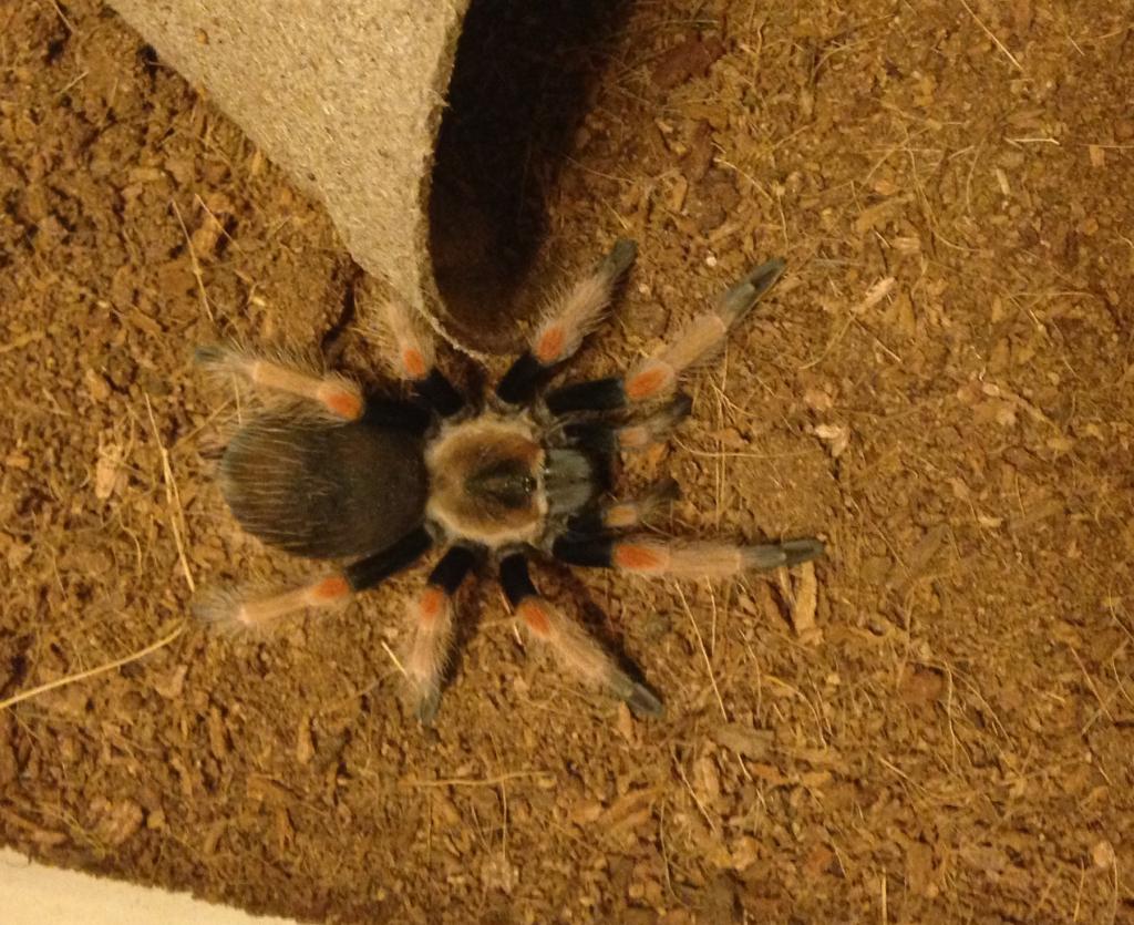 Brachypelma Emilia?