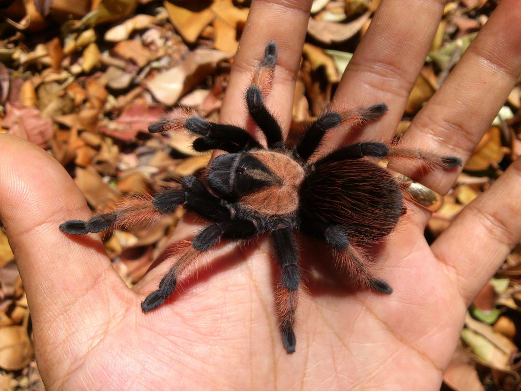 Brachypelma emilia