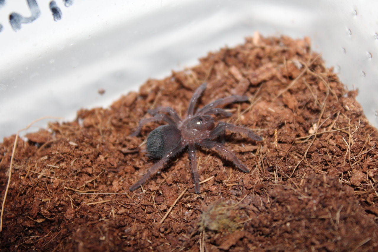 Brachypelma emilia