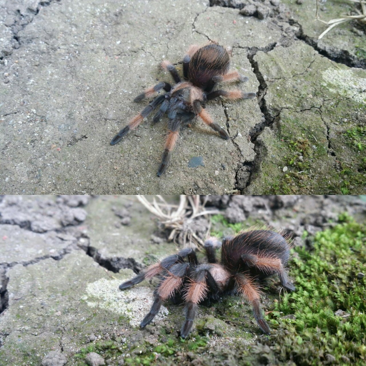 Brachypelma emilia