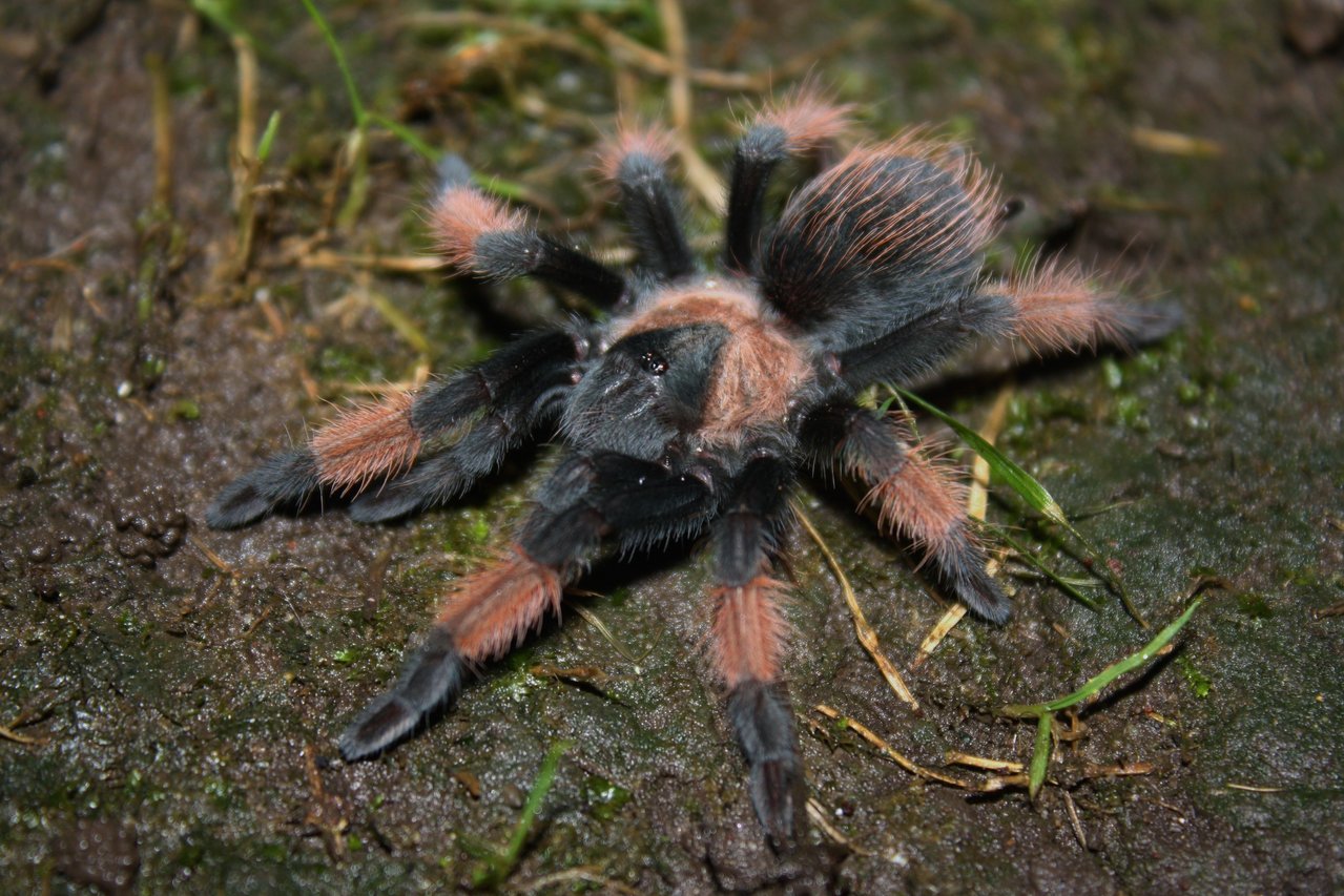 Brachypelma emilia