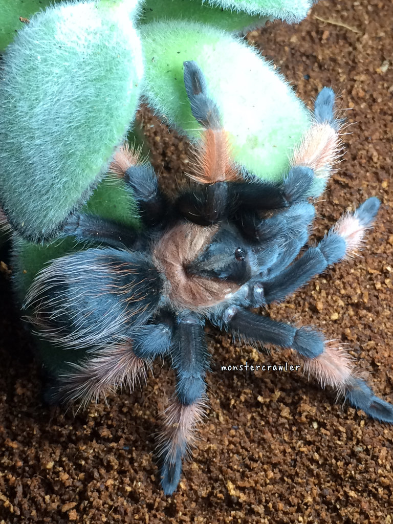 brachypelma emilia