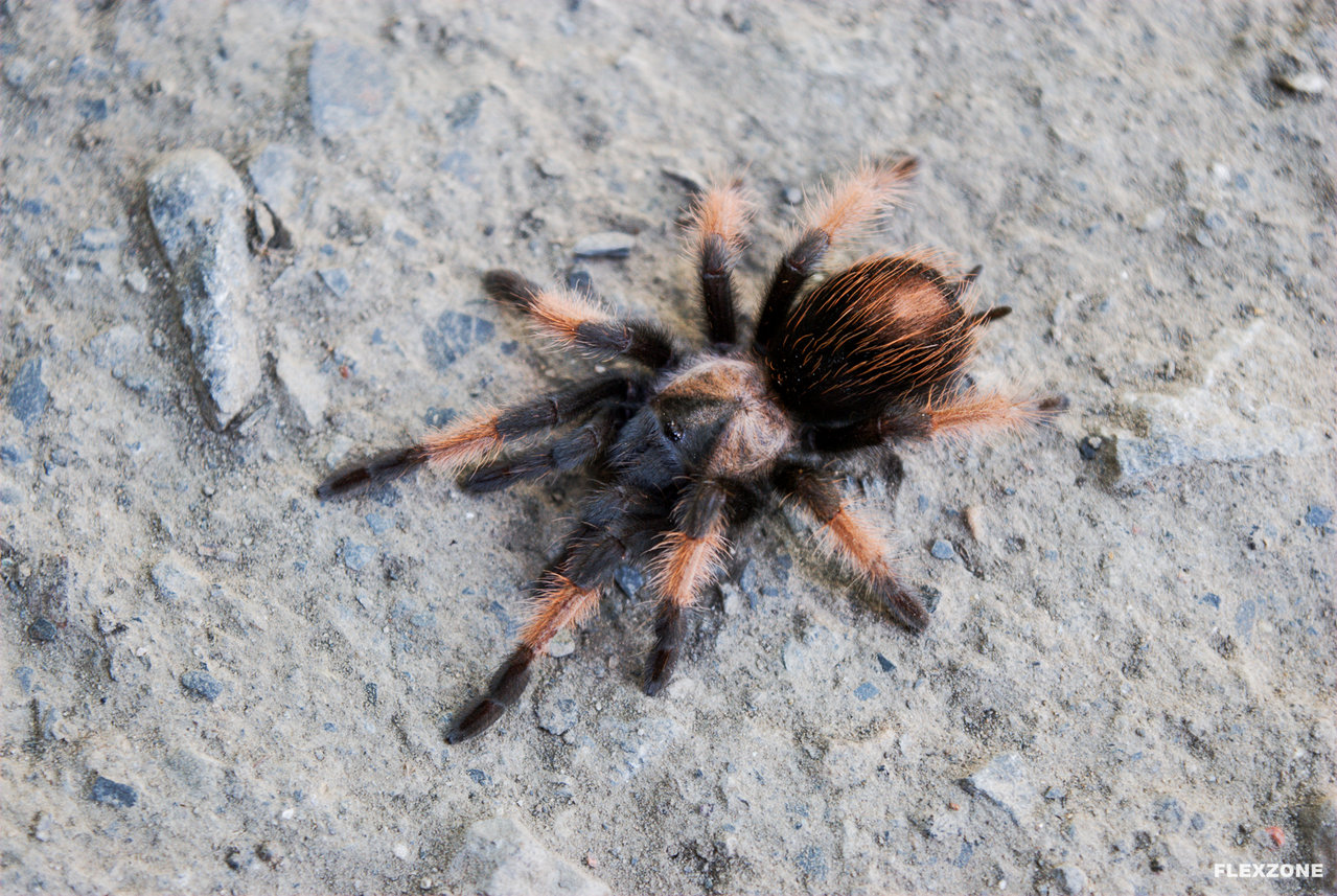 Brachypelma emilia