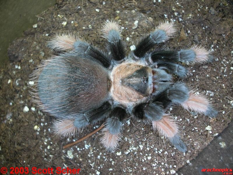 Brachypelma emilia