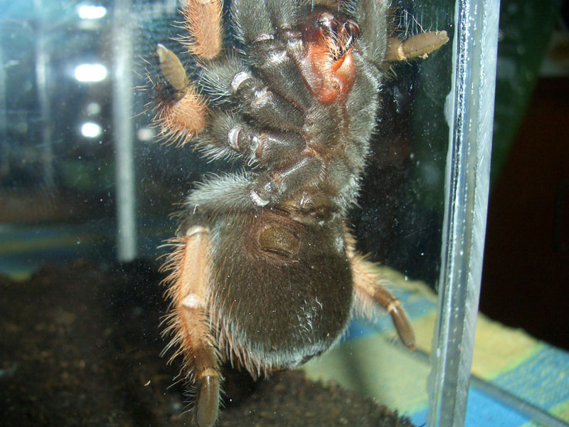 Brachypelma emilia