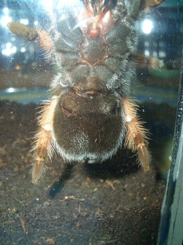 Brachypelma emilia