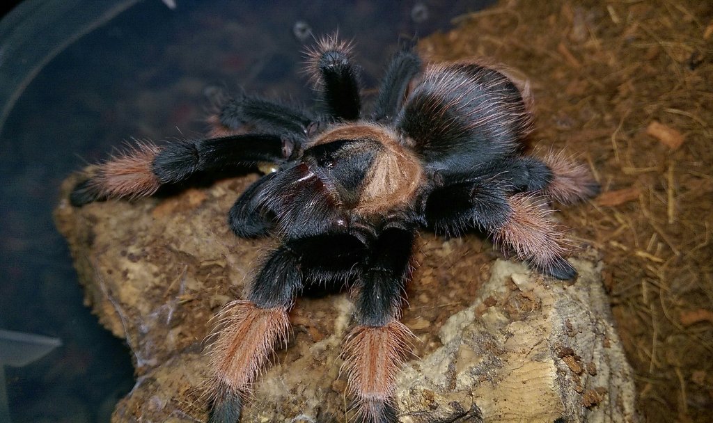 Brachypelma emilia