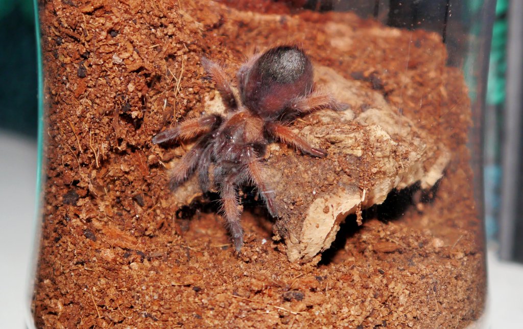 Brachypelma emilia