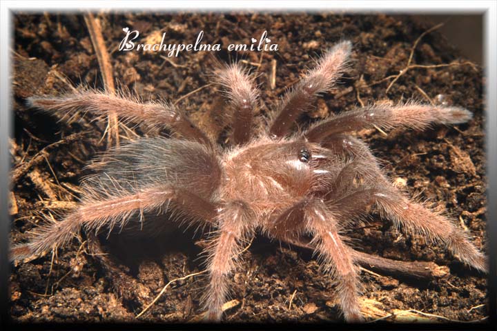 Brachypelma emilia