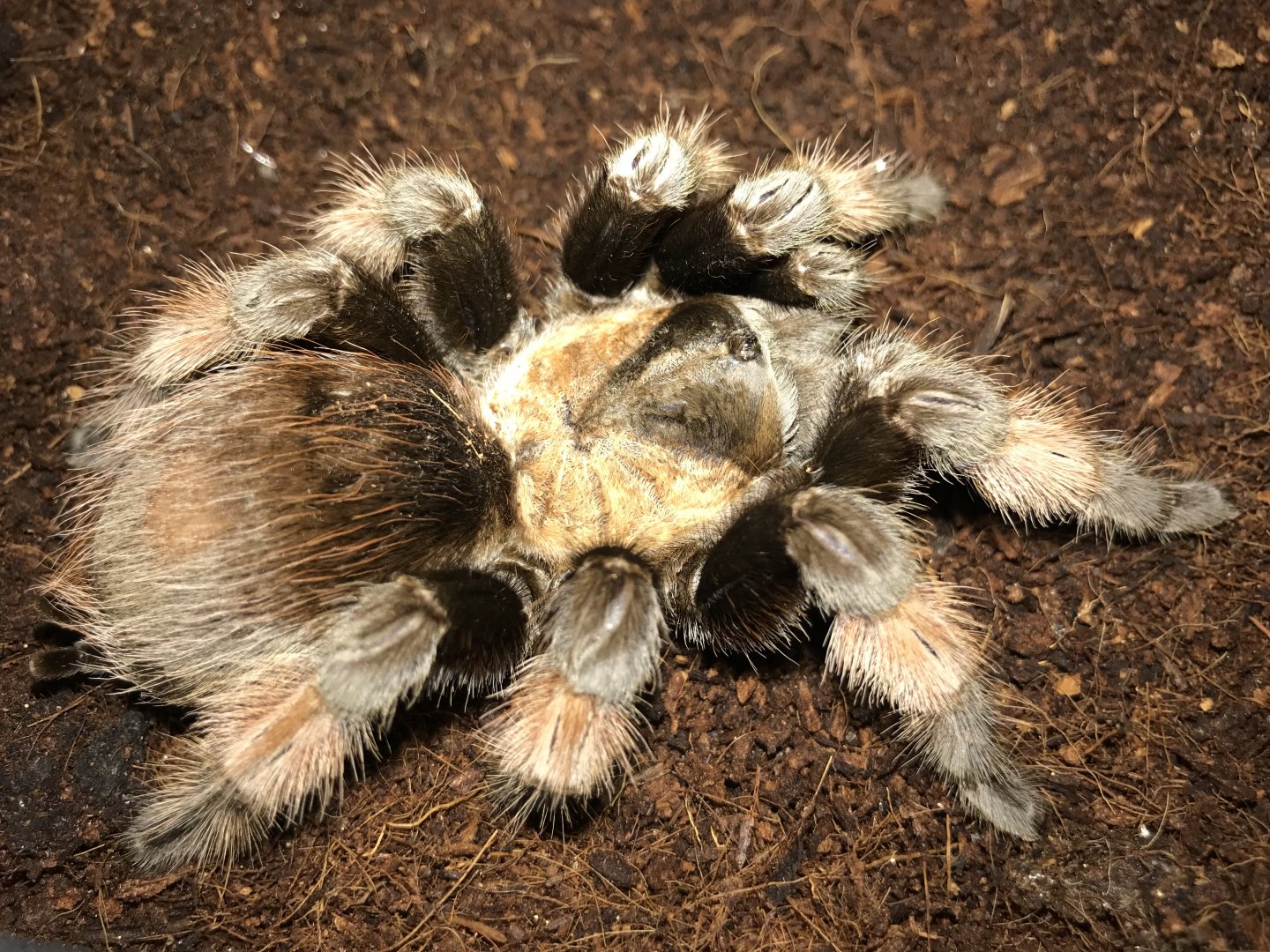 Brachypelma emilia