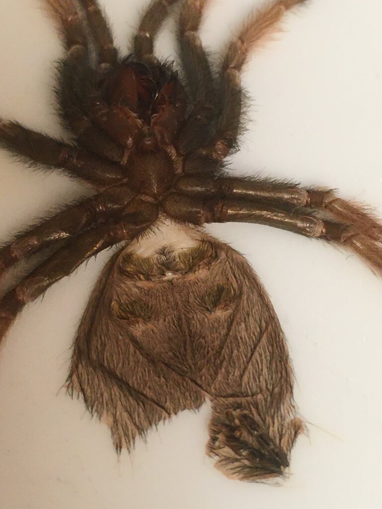 Brachypelma emilia