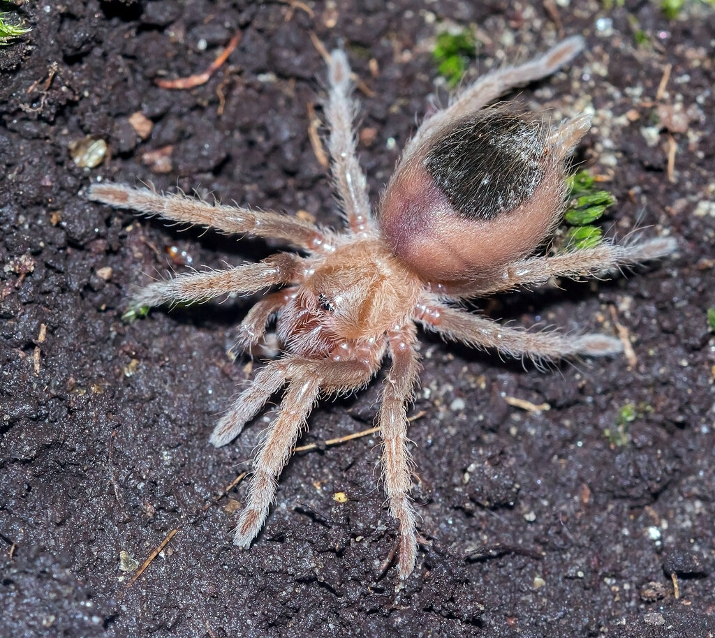 Brachypelma emilia