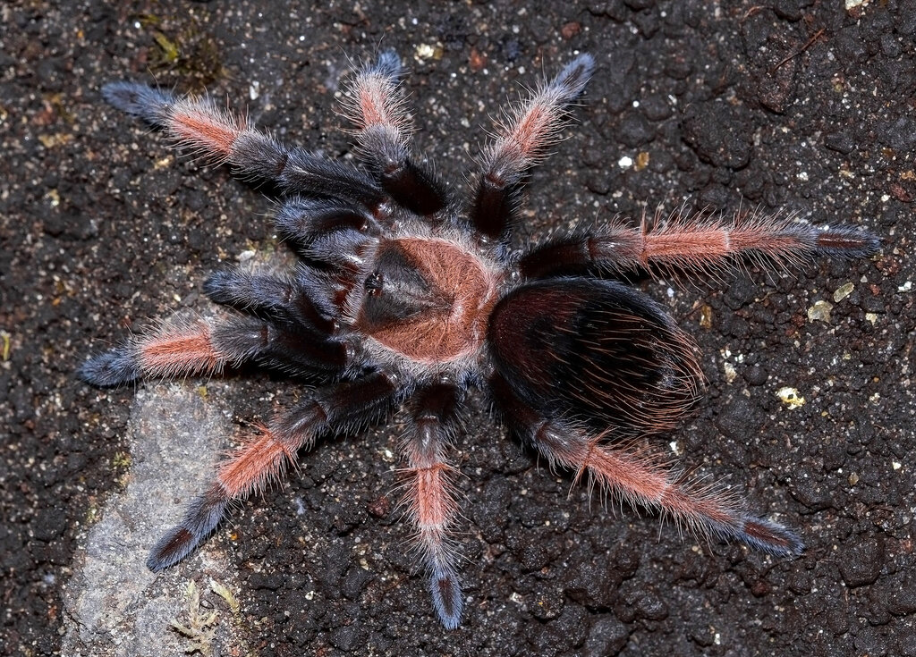 Brachypelma emilia