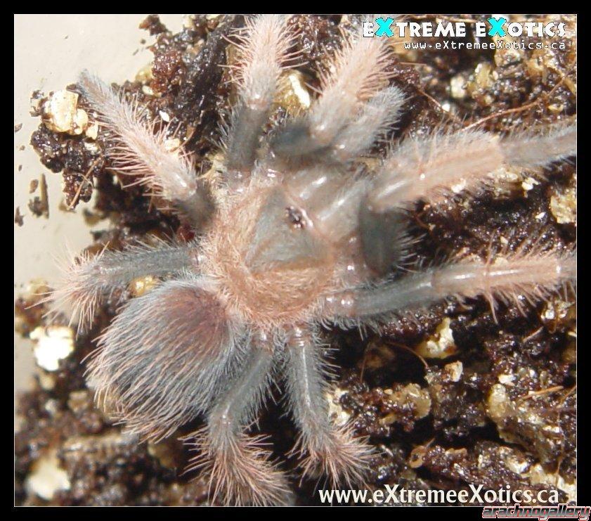 Brachypelma emilia