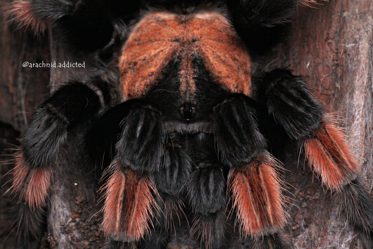 Brachypelma emilia.