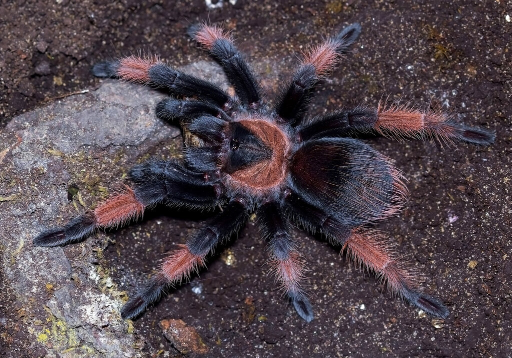 Brachypelma emilia