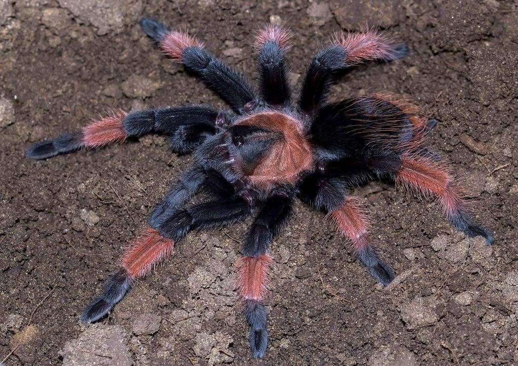 Brachypelma emilia