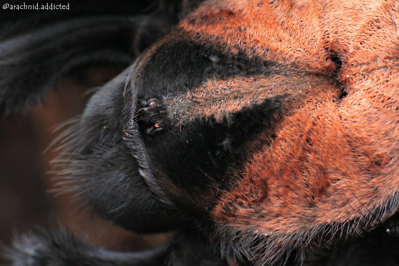 Brachypelma emilia.