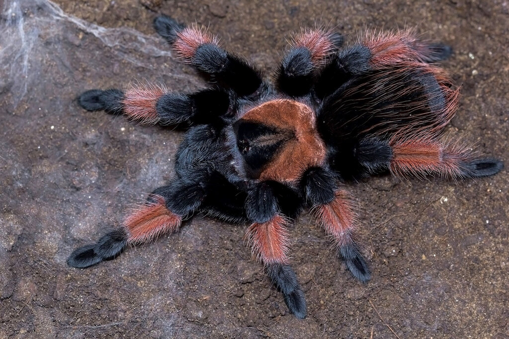 Brachypelma emilia