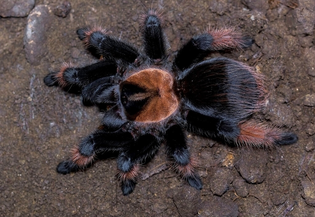 Brachypelma emilia