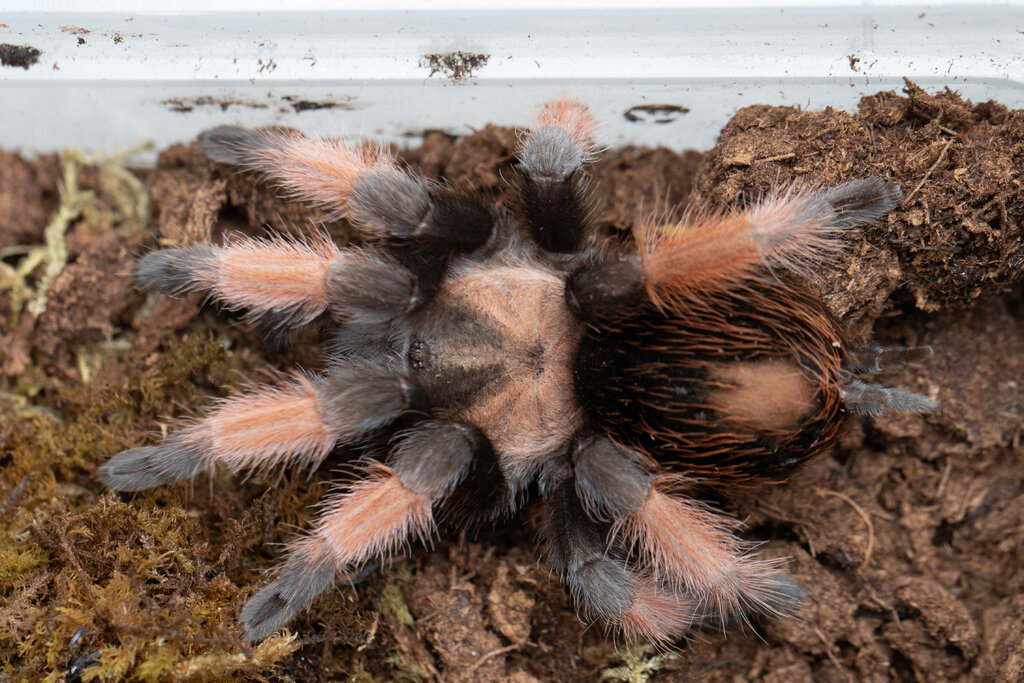 Brachypelma emilia