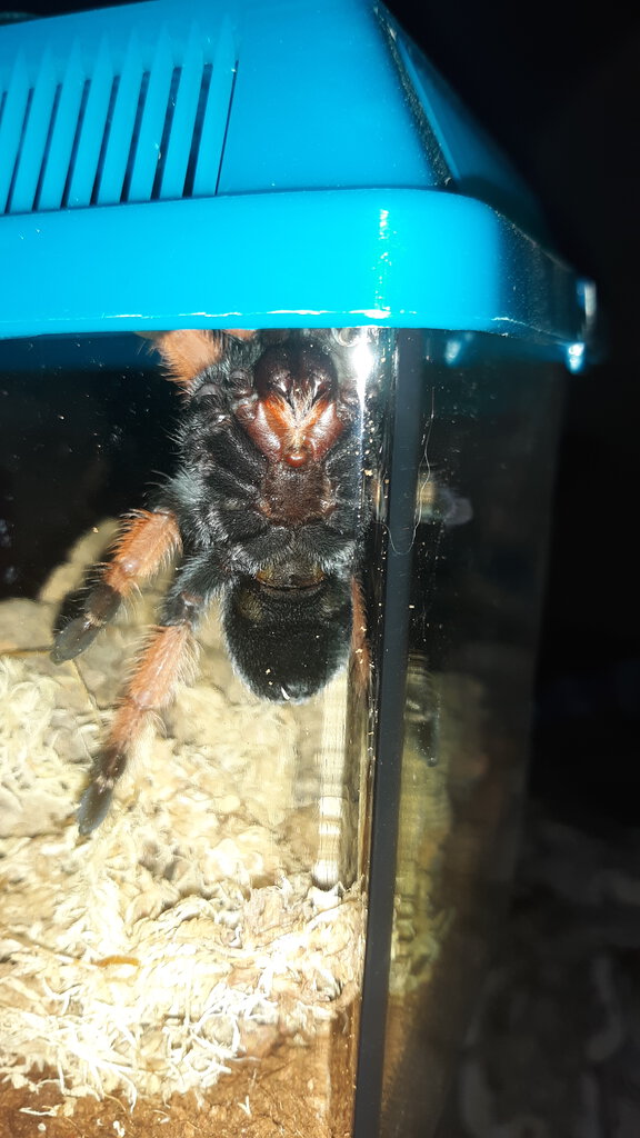 Brachypelma Emilia