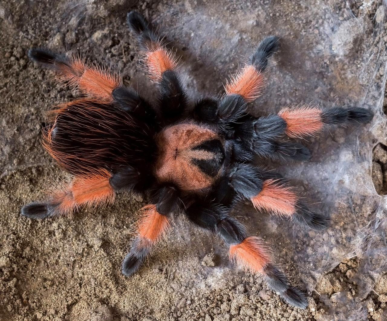 Brachypelma emilia