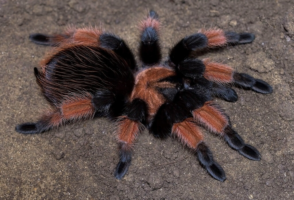 Brachypelma emilia