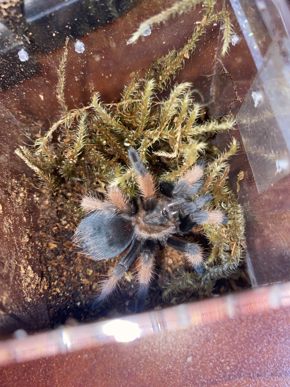 Brachypelma emilia