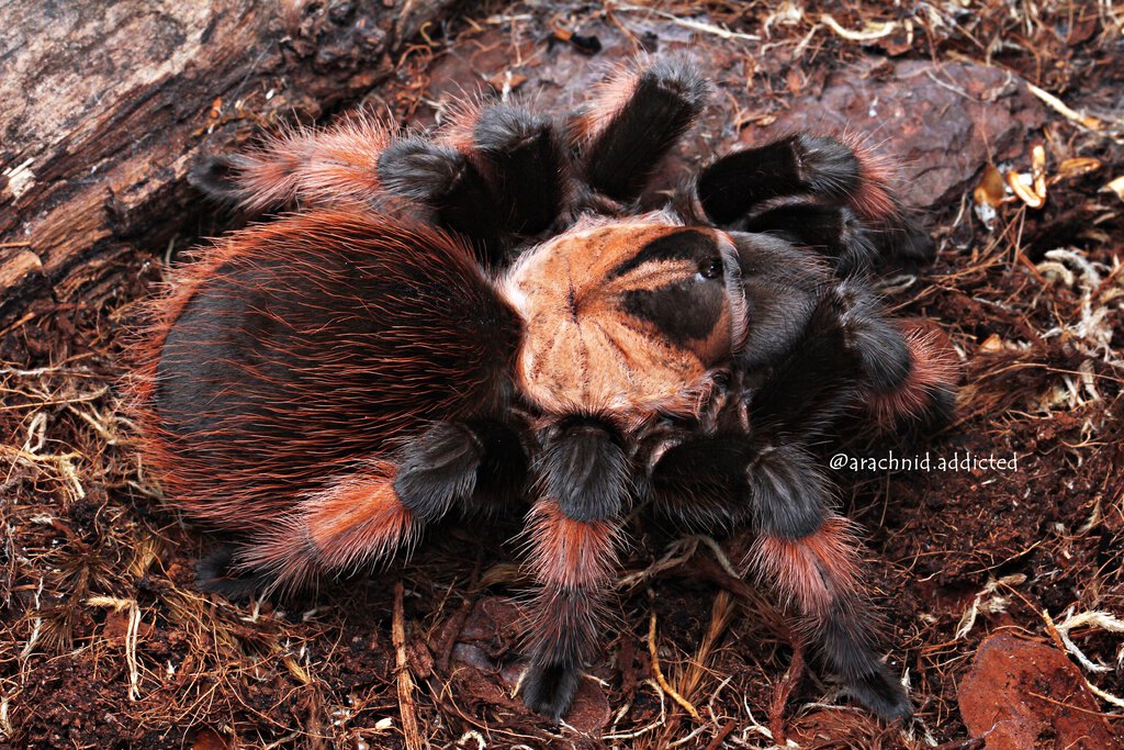 Brachypelma emilia.