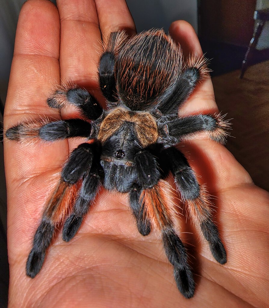 Brachypelma emilia