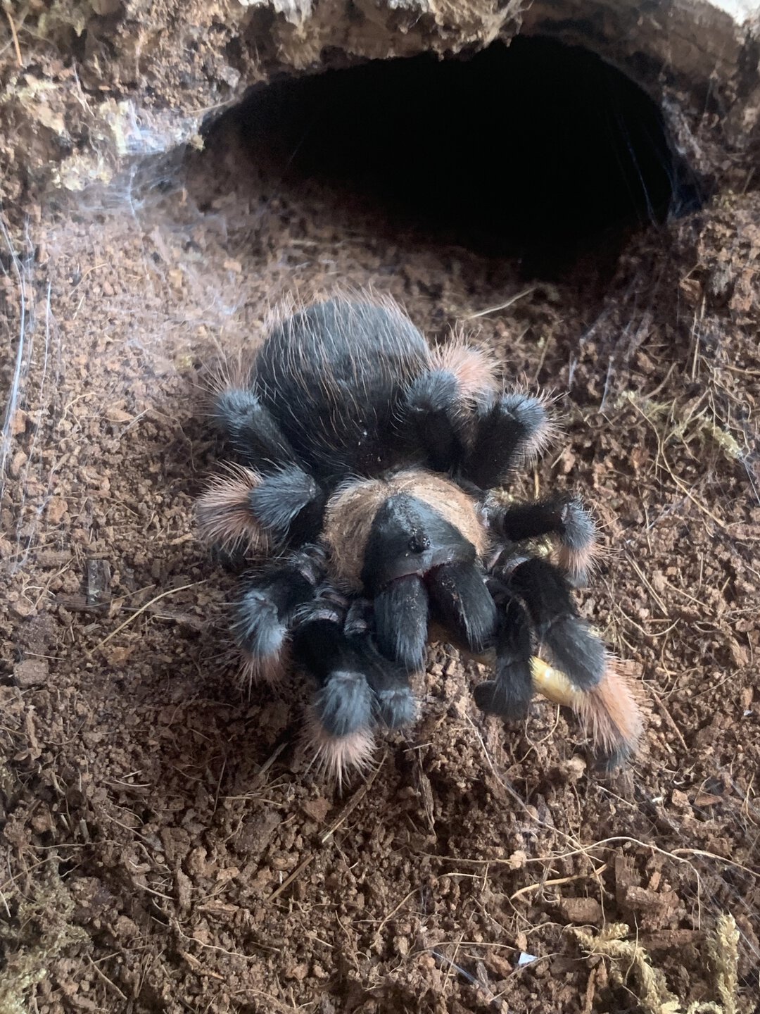 Brachypelma emilia